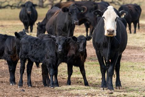 calf prices strengthen cattle herd shrinking austin county news