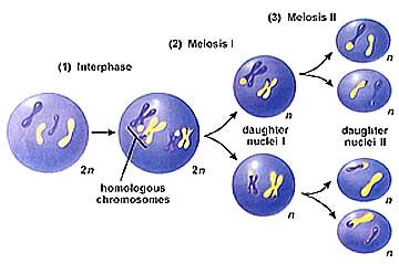 The function of mitosis is formations of sex cell