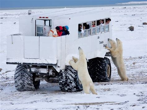 a fascinating glimpse into churchill canada s polar bears town polar bear travel