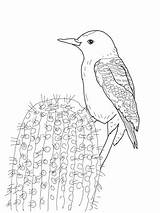 Woodpecker Gila Coloring Pages Printable Clip Supercoloring Woodpeckers Drawing Pileated Flicker Northern Sketch Categories 1600 1200 sketch template