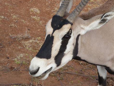 common beisa oryx similar     animal kingdom