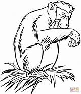 Chimpanzee Chimpance Chimpances Chimpancé Gorilla Ape Chimpanzees Sentado Maleza sketch template
