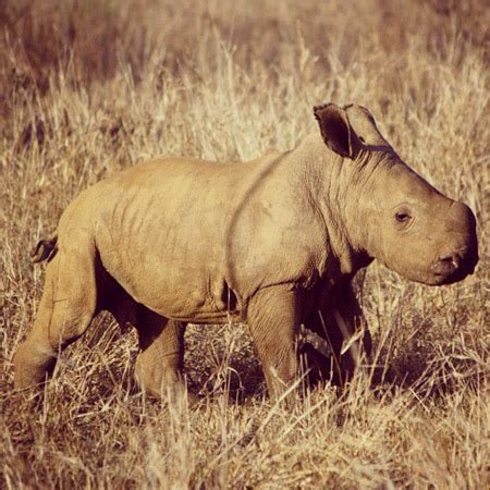 kids   block  zululand rhino reserve africa geographic