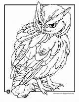 Coloring Realistic Pages Owl Animal Animals Outlines Baby Jr Owls Drawing Cute Printables Animaljr Kids Printable Adults Print Birds Babies sketch template