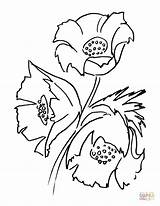Poppy Coloring Pages Flower California Drawing Flowers Bouquet Line State Printable Color Poppies Template Clipart Getdrawings Nature Supercoloring Print Shell sketch template