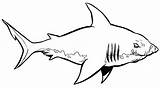 Megalodon Shark Coloring Haai Kleurplaat Kleurplaten Sharks Clipartmag Requins Bouledogues Coloriages sketch template