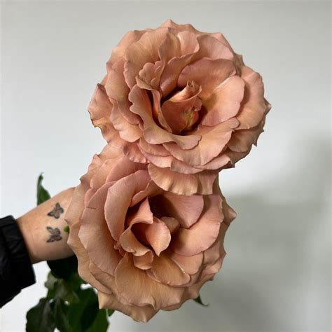 moab roses florabundance wholesale flowers