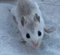search   elusive beach mouse   walton outdoors