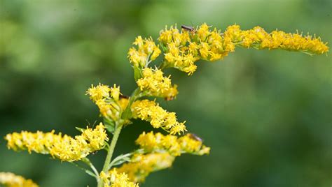 health benefits  goldenrod herbal academy   england