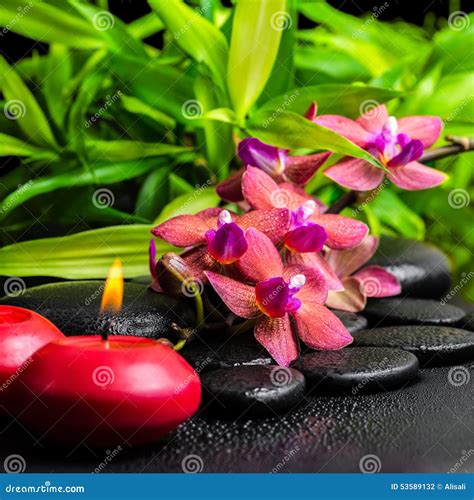 beautiful spa  life  blooming twig red orchid flower stock photo
