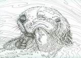Otter Otters Mnartists sketch template