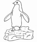 Penguin Coloring Pages Printable Template Kids Pinguin Penguins Egg Print Club Animal Printactivities Do Printables Templates Color Winter sketch template