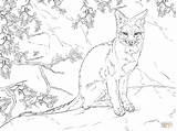 Coloring Fox Pages Realistic Gray Sitting Swift Printable Grey Animals Color Drawing Squirrel Kleurplaat Vossen Print Medium Awesome Hard sketch template