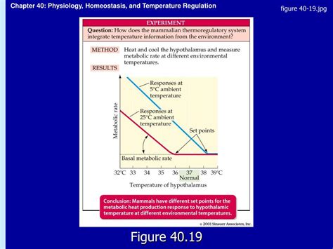 Ppt Chapter 40 Physiology Homeostasis And Temperature Regulation