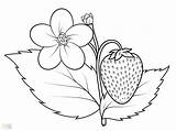 Strawberry Coloring Drawing Plant Pages Printable Kids Color Getcolorings Print Drawings Getdrawings Paintingvalley sketch template
