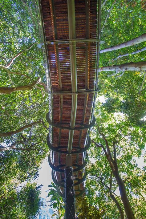 canopy walkway lets  walk   trees  cape town