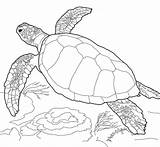 Turtle Sea Drawing Leatherback Getdrawings Coloring sketch template