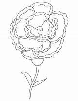 Carnation Coloring Getcolorings Printable Color Pages sketch template