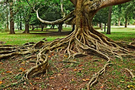 big   problem  exposed tree roots vancouver island tree service blog