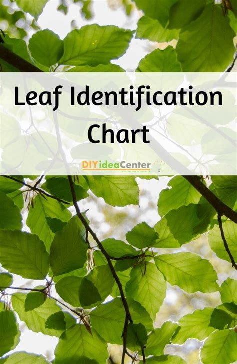 leaf identification chart diyideacentercom