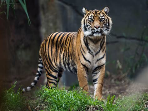bengal tigers   survive climate change  report finds  independent  independent