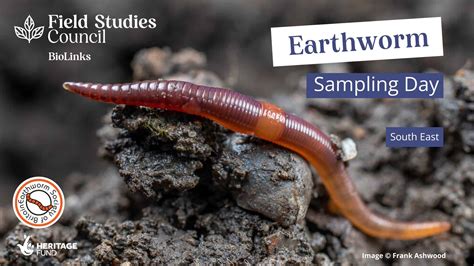 earthworm sampling day field studies council