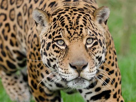 photo wild jaguar animal forest jaguar   jooinn