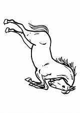 Paard Springend Saltando Kleurplaat Colorear Caballo Pferd Cheval Springendes Colorare Cavallo Educima Schoolplaten Malvorlage Educol sketch template