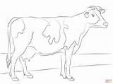 Angus Koe Kalf Kleurplaten Holstein sketch template