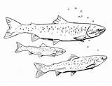 Salmon King Drawing Atlantic Getdrawings sketch template
