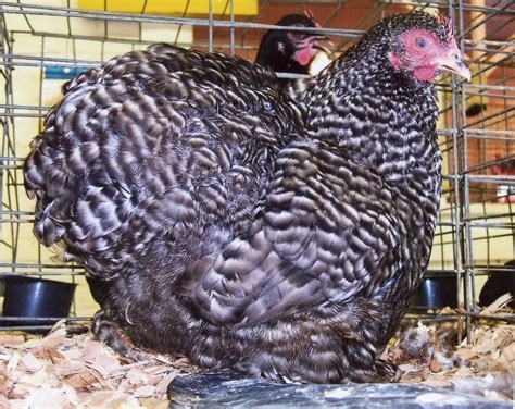 Barred Cochin Bantam Chickens For Sale Cackle Hatchery