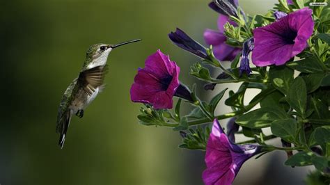 bird  flower wallpaper wallpapersafari