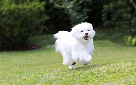 maltezer  weetjes  deze kleine witte hondjes hondenfun