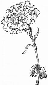 Carnation Carnations Berlinroots Cravos Mothers Marigold Visit sketch template