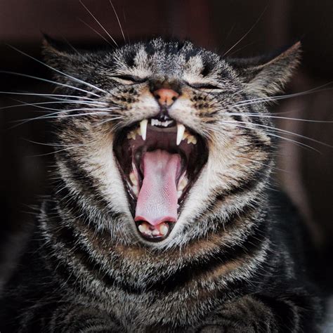 psbattle  yawning cat  wide open mouth rphotoshopbattles