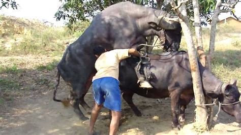 Buffalo Bull Mounting Youtube