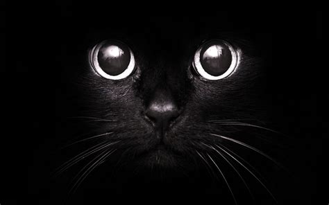 black cat fine cats kittens