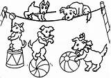 Circus Lion Coloring Pages Drawing Animals Getdrawings sketch template