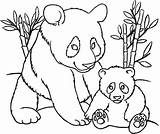 Coloring Pages Panda Cute Popular sketch template