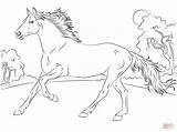 Horse Coloring Pages Running Arabian Ausmalbild Araber Printable Sheet Run sketch template