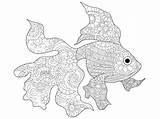 Coloriage Poisson Pesce Goldfish Adults Volwassenen Goudvis Livre Adulti Mandala Vecteur Adultes Vettore Kleuren Dessin Illustration Animali sketch template