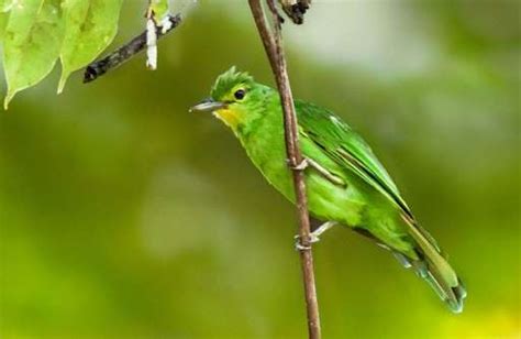 Devastation In Philippine Bird Paradise