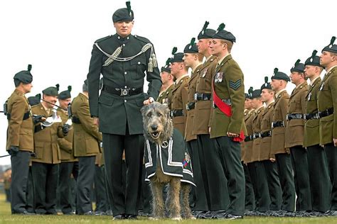 royal irish regiment  parade  st patricks day shropshire star