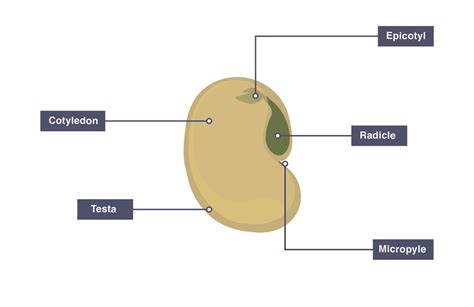 seed germination topic igcse diagram quizlet