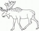 Moose Coloring Pages Eland Elk Print Color Printable Animal Caribou Drawing Head Animals Sheet Kids Adult Colouring Outline Canada Line sketch template