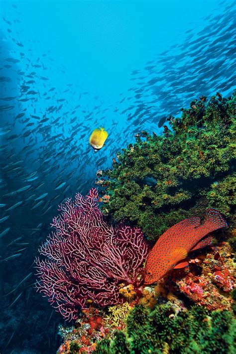 Scuba Diving Top 100 Best Overall Diving Underwater World Scuba