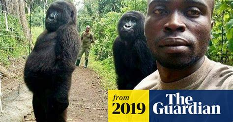 Gorilla Selfie Drc Park Ranger Explains Photo That Went