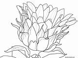 Coloring Flower Crocus Drawing Pages Sunflower Getcolorings Easy Blossom Blossoms Beautiful Getdrawings Paintingvalley Sketch sketch template