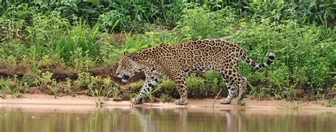pantanal and bonito brazil travel itineraries and places to stay