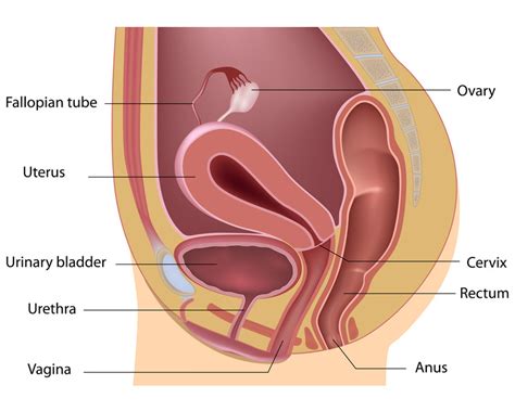 Vaginal Atrophy Atrophic Vaginitis Guide Causes